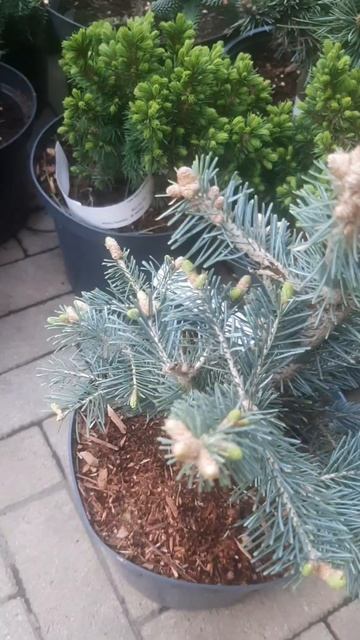 ❤🌲Пихта Шаршавоплодная Компакта
✔Продажа растений в макс и телеграм канале: Https://t.me/love_is_hvo