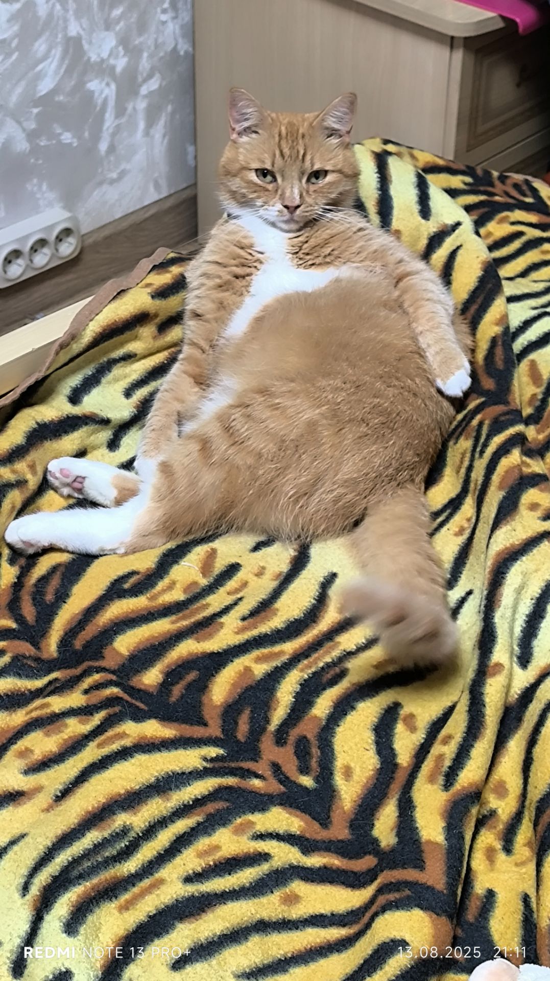 Кот Лютик желает всем спокойной ночи.