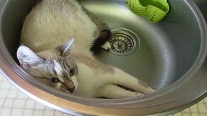 ЧТО ЗА ПРИКОЛ ! ЛЮБИМОЕ СОНИНО ЛЕЖБИЩЕ