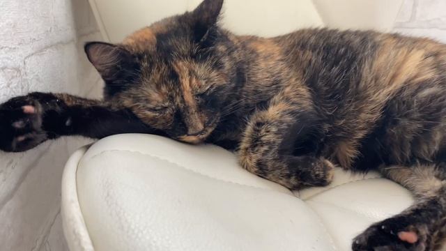 Милый котик