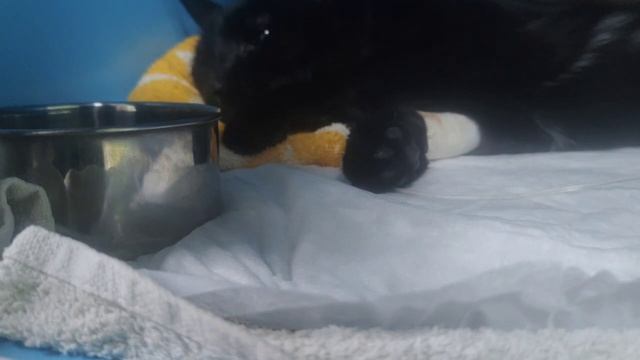 🆘 Срочно нужна помощь! Мой кот Бакс в беде! 🆘

Друзья, вчера случилась беда — мой кот Бакс упал