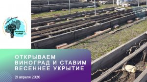 Открываем #виноград и ставим весеннее укрытие на разгон 21.04.2026