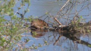 Ондатры весной