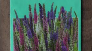 Многолетний цветок вероника взошла через десять дней