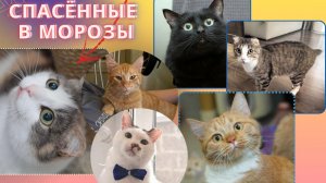 Посмотрите на тех, кто замерзал в сугробах и бараках Якутска... Всех не уместить в один ролик!