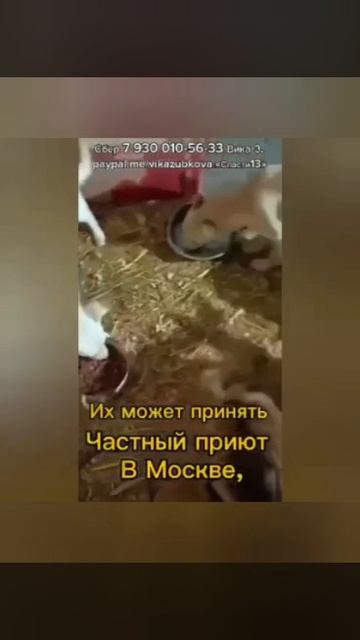 Не можем набрать на Вывоз Собак из усыпалки! Они же погибнут, люди... Сжальтесь, помогите. 
⚡