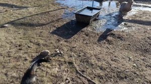 Важные гуси 🪿