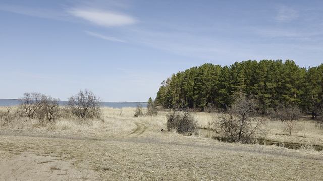 Весенний сосновый бор.