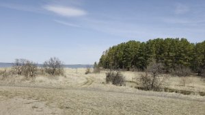 Весенний сосновый бор.