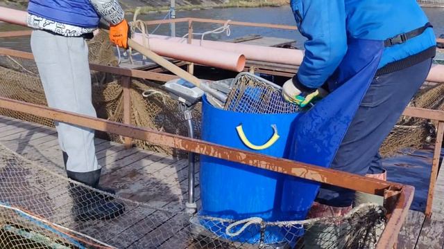 запуск форели