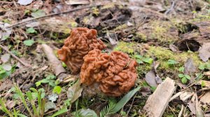 Поход в лес за грибами строчками. Запись стрима с ютуба 21.04.26