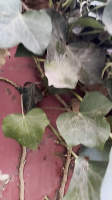 Обрезка Кустов