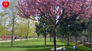 🕊️Парк Галицкого сон под Сакурой и полет в Облака.