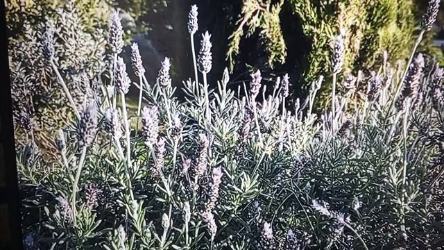 Рыма Чек и Люба Ситцевая у одной играет квас бадун другая хлыщет пиво