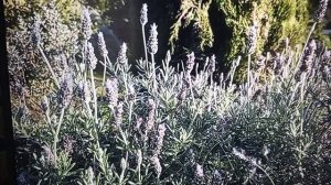 Рыма Чек и Люба Ситцевая у одной играет квас бадун другая хлыщет пиво