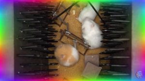 Испытание «Заколдованный лабиринт» — Хомячки в деле! часть 6