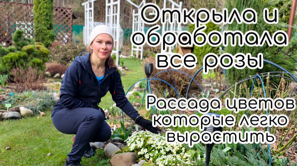Открыла и обработала все розы. Рассада цветов, которые легко вырастить