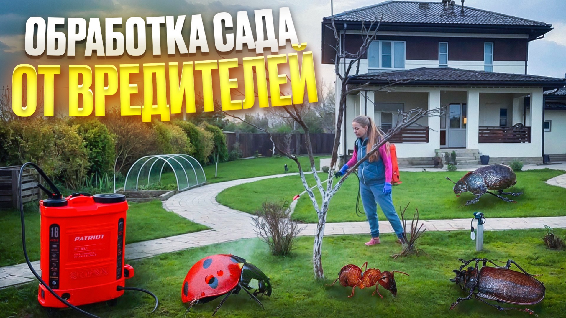 Чем обработать туи от вредителей?