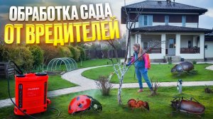 Чем обработать туи от вредителей?