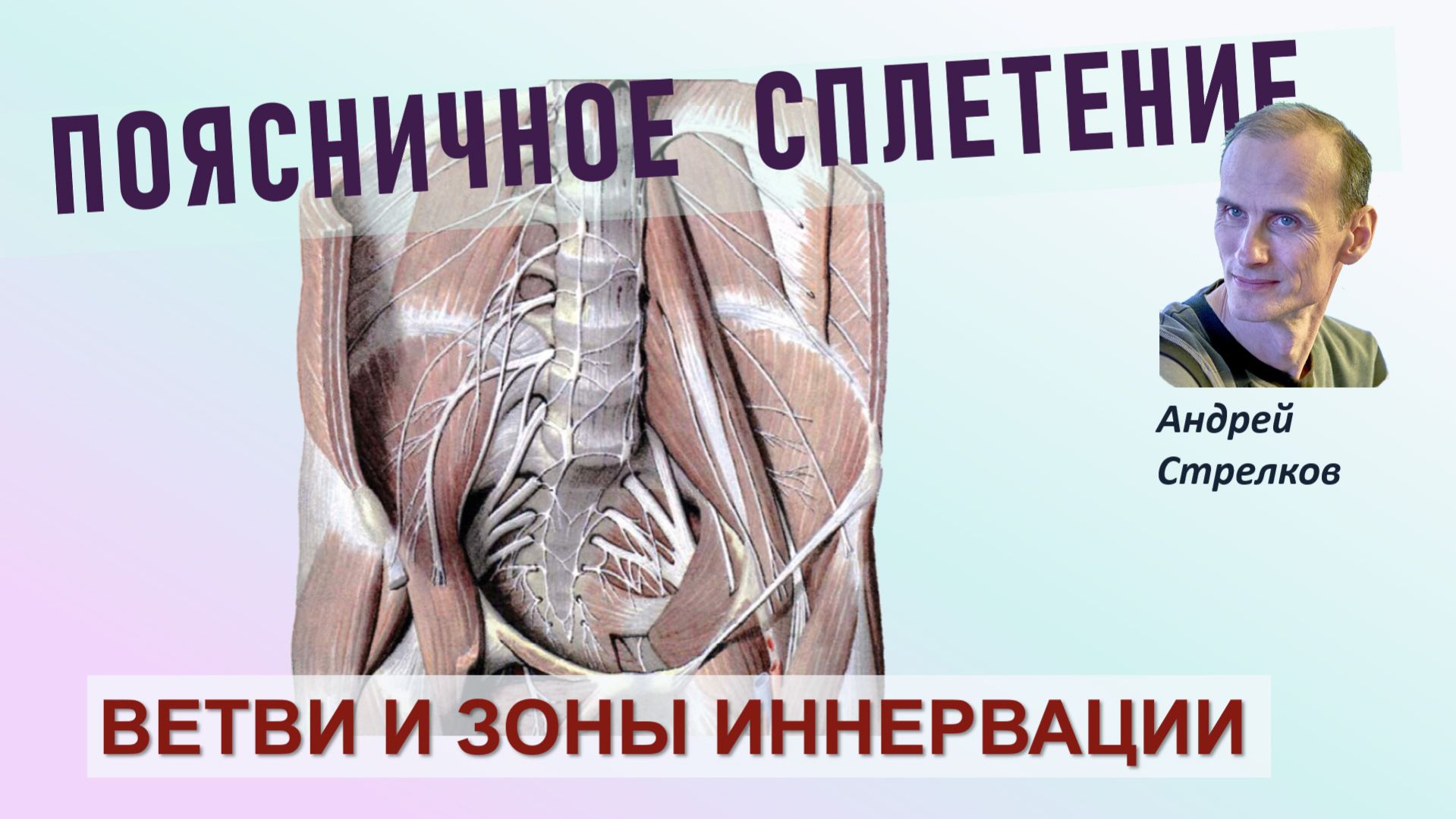 Поясничное сплетение. Ветви и зоны иннервации