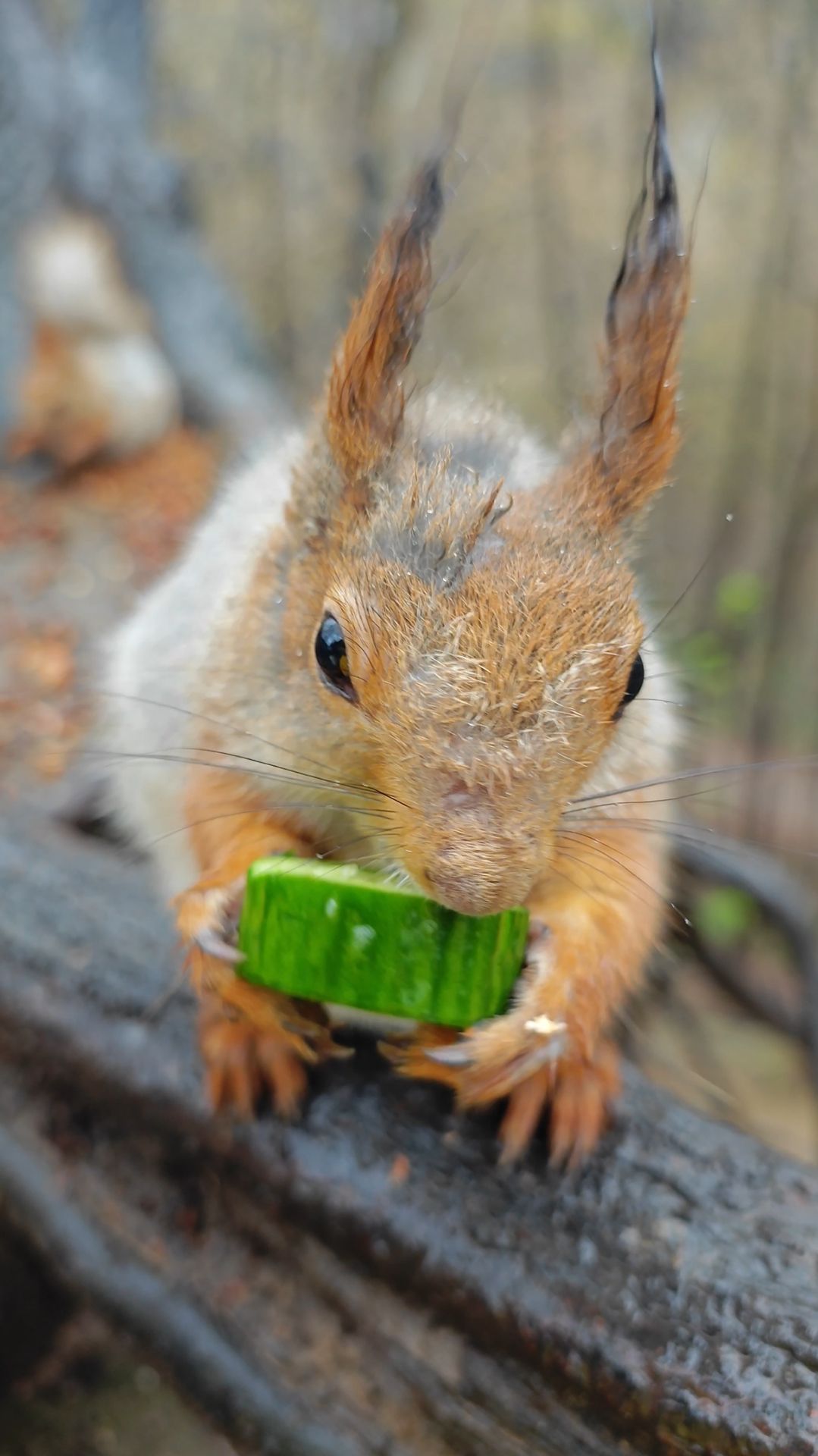 Огурчик для белки