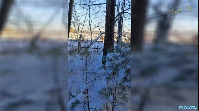 Родничок,Еловое, Чебаркуль  2025