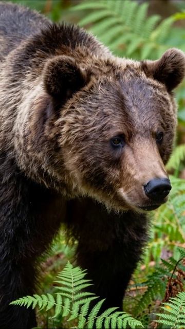 Медведь в своей естественной среде обитания #медведь #дикаяприрода #животные