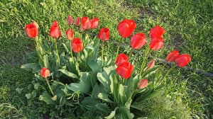 Новости подворья за неделю//Забрали всех козлят//Саженцы//Ремонт между делом.