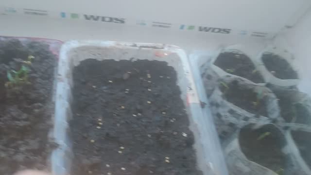 Как прорастить семена перца: простой способ 2025.07.04