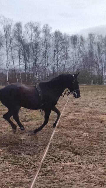 Оксана Новикова и Рокас Вэлл, галоп работа на корде.
