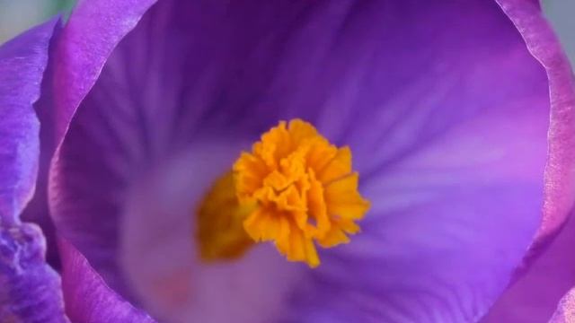 КОМЕДИЯ РОК  Словно Цветы!))