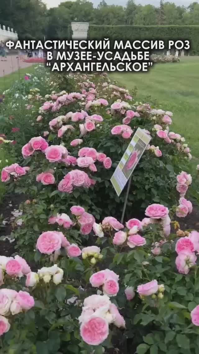 Фантастический массив роз флорибунда в музее-усадьбе «Архангельское»