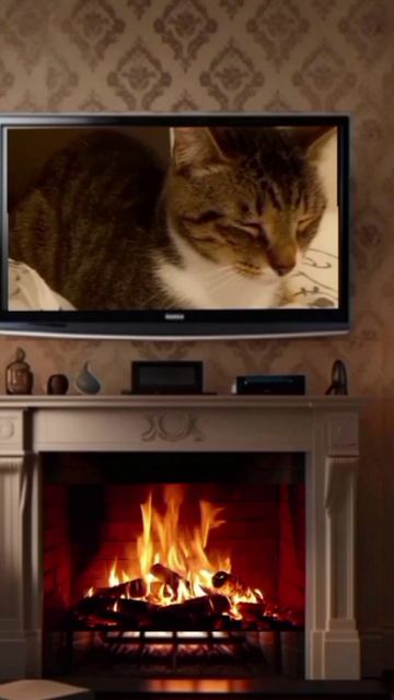 Лакушонок
дети#детскоерадио #детсво #сказки_на_ночь #сон #kleoss_zero #детишки #годиксыну #позновате