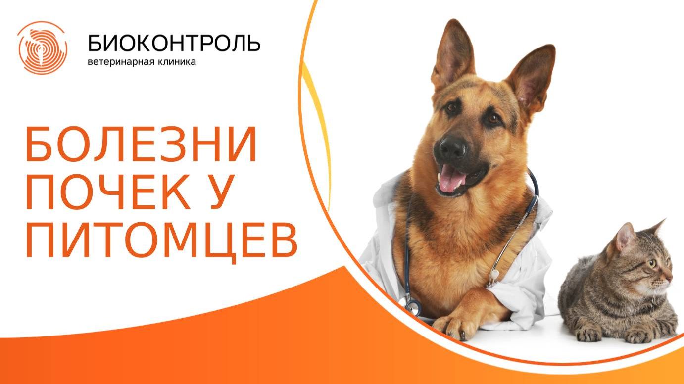 Болезни почек у питомцев: симптомы, лечение, прогнозы. Хроническая болезнь почек у кошек и собак.