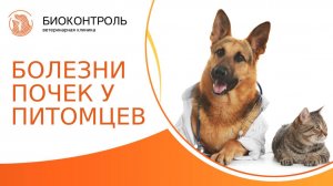 Болезни почек у питомцев: симптомы, лечение, прогнозы. Хроническая болезнь почек у кошек и собак.