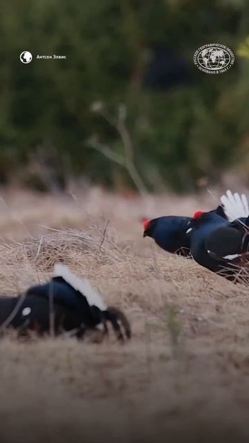 Учимся различать птиц! Пишите в комментариях, сколько видов удалось отгадать ☺️#shorts
