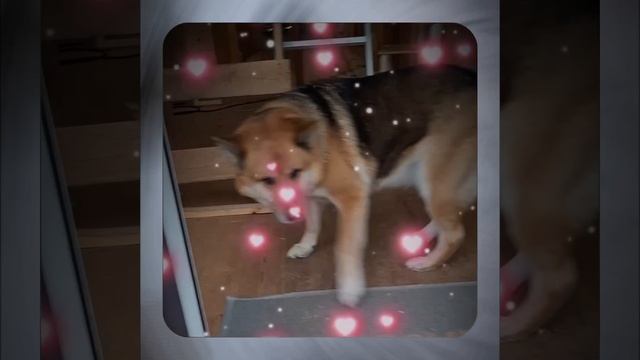 1000056732.mp4 (Собака наблюдает за устройством лестницы на 2-ой этаж в доме А-фрейм)