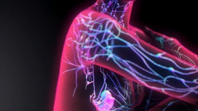 Как формируется иммунный ответ?