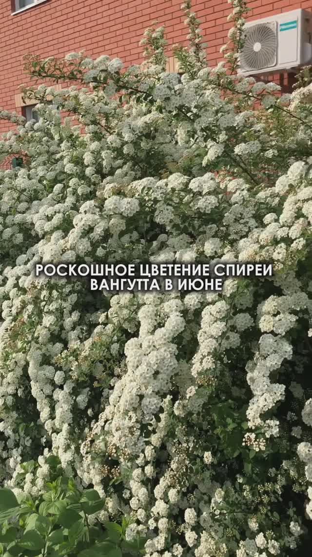 Роскошное цветение спиреи Вангутта в июне