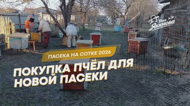 Покупка пчёл для новой пасеки на сотке