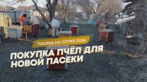 Покупка пчёл для новой пасеки на сотке