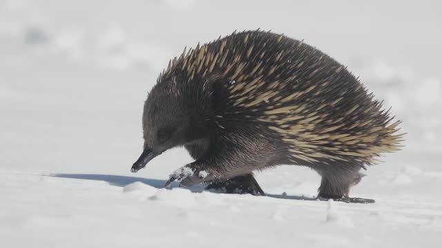 Удивительная Ехидна
