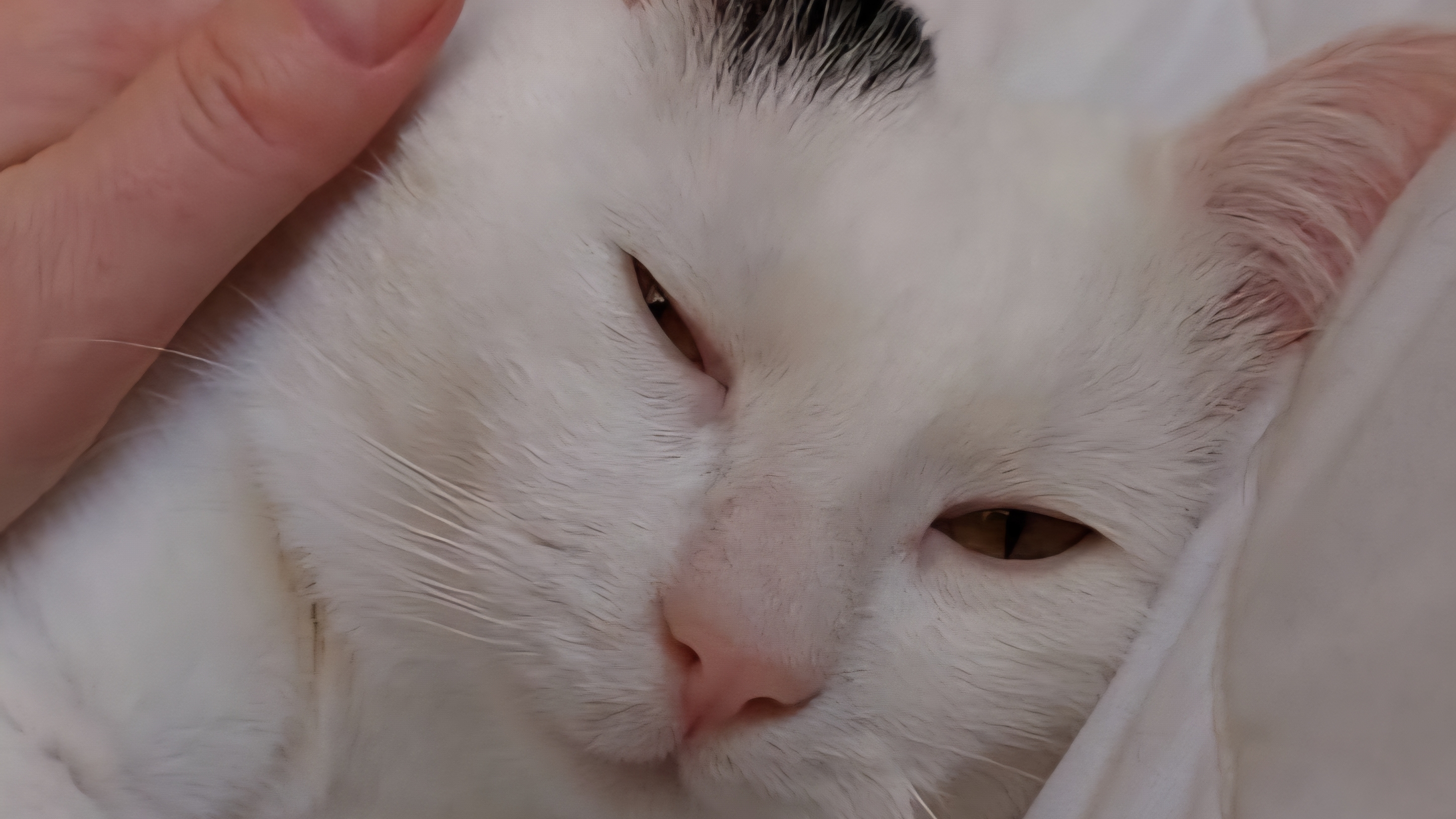 ФАНТАСТИЧЕСКИЙ Великолепный Барс !