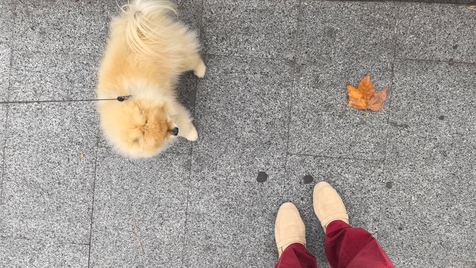 Влог с Давидом Марковичем