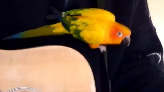 КОМЕДИЯ РОК  В Счастье жить!))