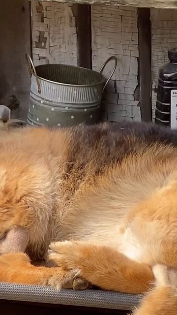 🦅 У кого то будет очень теплое гнездо