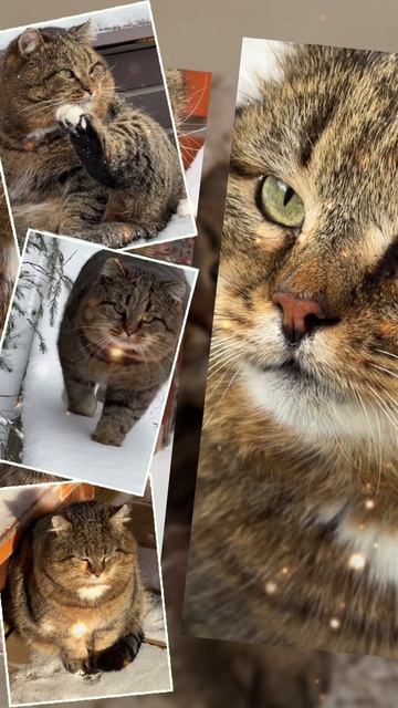 Я люблю Барсика