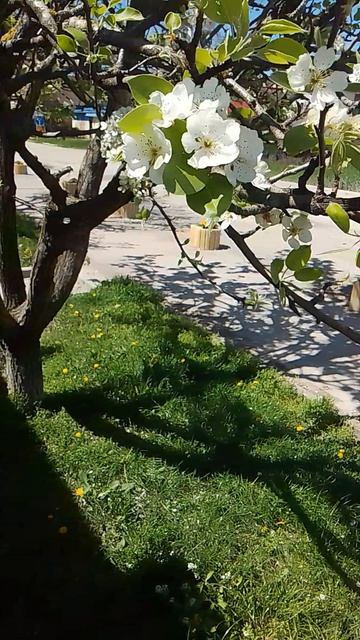 VID_20260420_120630.mp4