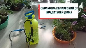 #наизнанку ОБРАБОТКА ПЕЛАРГОНИЙ ОТ ВРЕДИТЕЛЕЙ ДОМА #пеларгонии #пеларгония #обработка #отвре