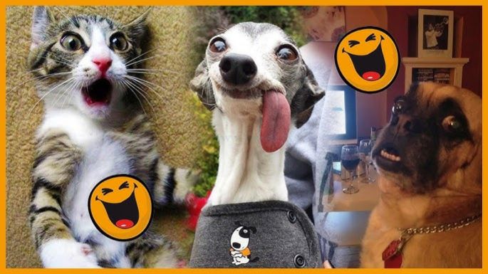 СМЕШНЫЕ КОТЫ | ЛУЧШИЕ ПРИКОЛЫ С КОТАМИ, СОБАКАМИ, КОШКИ, СОБАКИ, ЖИВОТНЫЕ, СМЕШНОЕ ВИДЕО